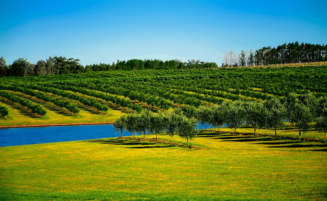 Uruguay Landscape