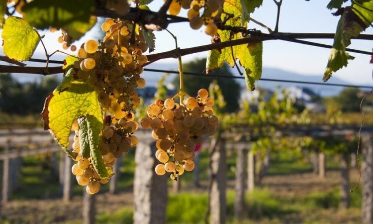 Los mejores vinos del mundo: el Albariño de Uruguay