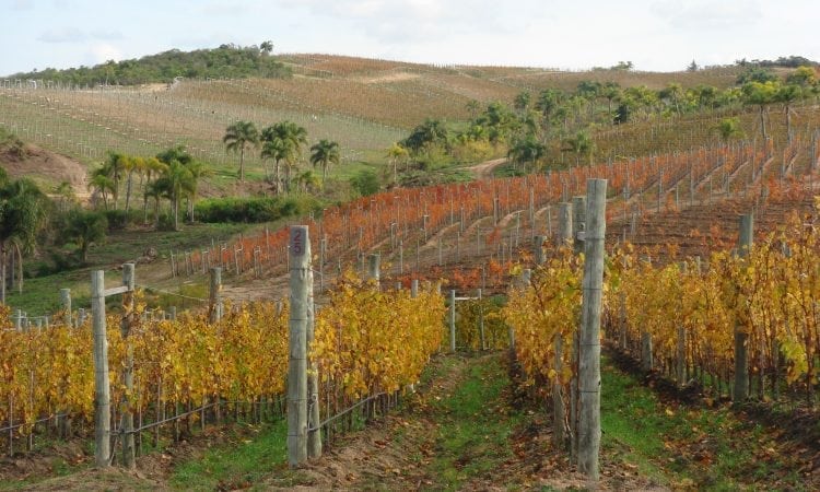 Uruguay y el vino