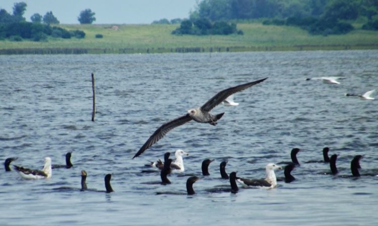 Laguna de Rocha, refugio de aves y Reserva de la Biosfera