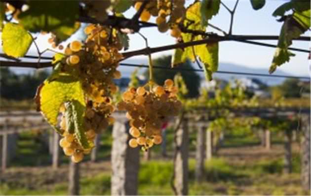 El Albariño se posiciona como cepa emblemática blanca