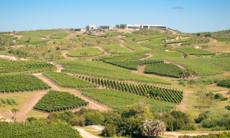 What is terroir in wine? Discover the terroir of Bodega Garzón