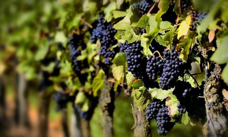 Grape harvest: a time to be enjoyed at Bodega Garzón
